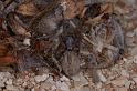 Phryganoporus_canididus_D3615_Z_87_Hamelin pool_Australie